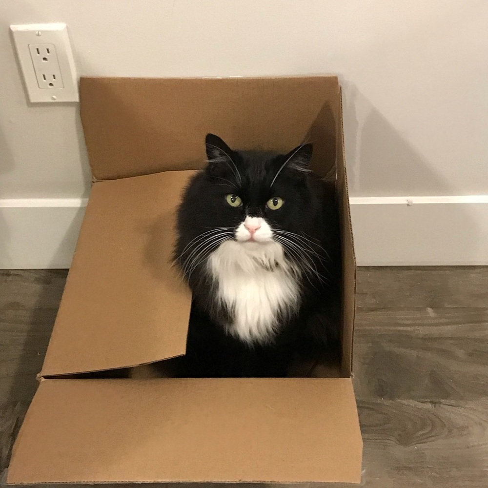 Cat friendly home